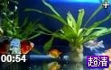 观看清扬视频会议-1280x720-5fps标准版视频样片